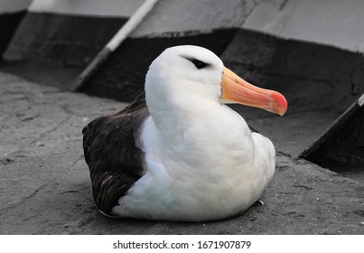 Black-browed Albatross (Thalassarche Melanophris) Resting On A Fishing Vessel After Stormy Night In The South Atlantic Ocean.