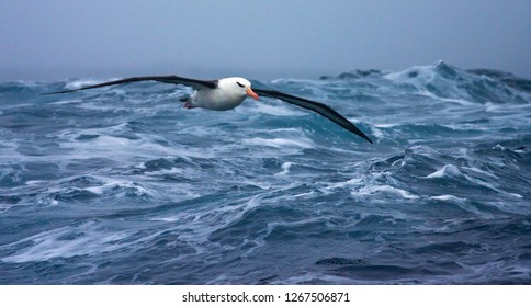 Black-browed Albatross (Thalassarche melanophrys) in flight over the southern atlantic oceans near Antarctica.