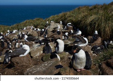 Black-browed Albatross (Thalassarche melanophrys) and Southern Rockhopper Penguins (Eudyptes chrysocome) nest together on the cliffs of West Point Island in the Falkland Islands. - Powered by Shutterstock