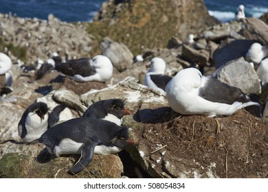 Black-browed Albatross (Thalassarche melanophrys) and Southern Rockhopper Penguins (Eudyptes chrysocome) nest together on the cliffs of West Point Island in the Falkland Islands. - Powered by Shutterstock