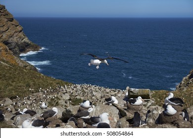 Black-browed Albatross (Thalassarche melanophrys) and Southern Rockhopper Penguins (Eudyptes chrysocome) nest together on the cliffs of West Point Island in the Falkland Islands. - Powered by Shutterstock