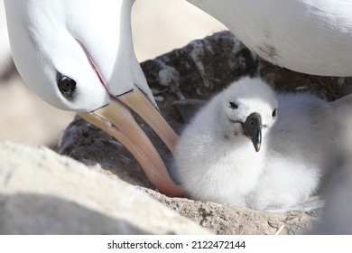 Black-browed albatross, Westpoint, Falkland Islands, seabird, feathers, feather, fish, krill, beak, bird nest, endangered species, Southern Ocean, species, bird, flying, fly, cute, adorable