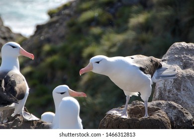 Black-browed Albatrosses on the Falkland Islands
