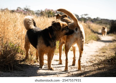 A black-brown fluffy dog with red collar sniffing another dog's butt in a grassy field. A dog coming in the background - Powered by Shutterstock