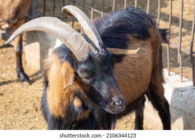 2,249 Head shot goat Images, Stock Photos & Vectors | Shutterstock