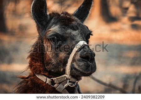 Black-brown llama on a leash