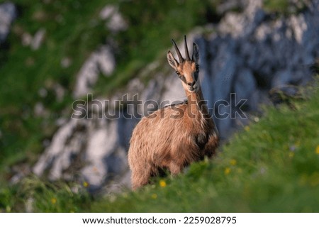 black-brown wild mountain goat chamois rupicarpa rupicarpa in a green meadow with yellow flowers in sunset in the Piatra Caiului mountains in Romania in the Carpathians