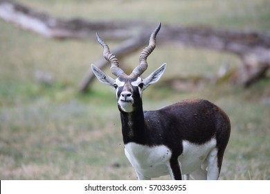 Blackbuck