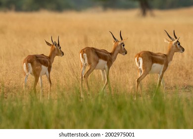 blackbuck or antilope cervicapra or indian antelope herd or group walking together in pattern in grassland of tal chhapar sanctuary churu rajasthan india - Powered by Shutterstock