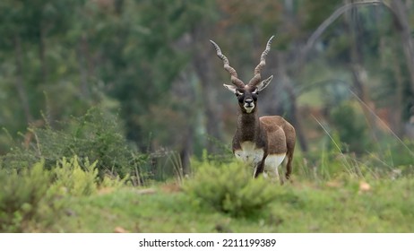 blackbuck (Antilope cervicapra), also known as the Indian antelope from Jayamangali Blackbuck Conservation Reserve - Shutterstock ID 2211199389