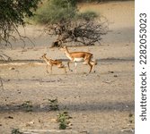 A blackbuck female with a baby at Mehrano wildlife refugee 2019