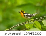 Blackburnian Warbler, Dendroica fusca, male in Minnesota.