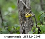 Blackburnian Warbler on tree branch in fall