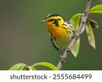 Blackburnian Warbler in a Pawpaw Tree