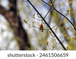 A Blackburnian Warbler perched on a tree branch in the early spring.