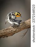 Blackburnian warbler perching on a branch cleaning ils plumage after Spring migration