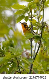 Blackburnian Warbler Seen During Spring Migration From Its Winter Home In Central And Northern Parts Of South America.