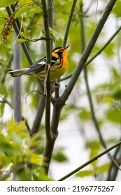 Blackburnian Warbler Seen During Spring Migration From Its Winter Home In Central And Northern Parts Of South America.