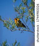 A Blackburnian Warbler (Setophaga fusca) perched in  sandbar willow against a blue sky