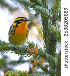 A Blackburnian Warbler, Setophaga fusca, perched in a spruce tree showcases its vibrant orange face with a bokeh background.