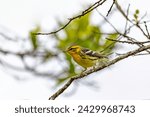 Blackburnian warbler (Setophaga fusca) is a small New World warbler. Guatavita, Cundinamarca department. Wildlife and birdwatching in Colombia.