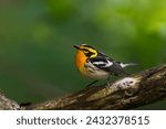 Blackburnian Warbler showing off his gorgeous orange throat