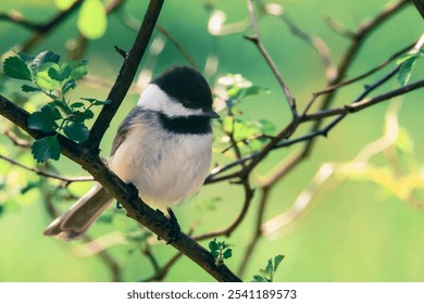 Blackcap chickadee in tree with green background