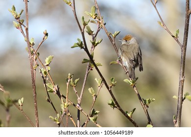 blackcap in the tree