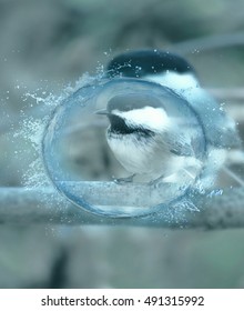 Black-Capped Chicadee 