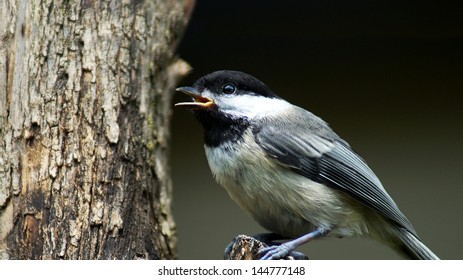 Black-capped Chickadee