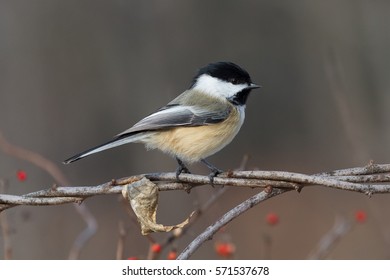 Black-capped Chickadee