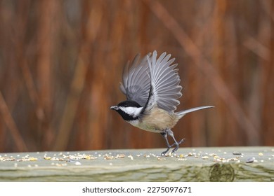 a black-capped chickadee bird (poecile atricapillus) flying with a sunflowerseed in its beak