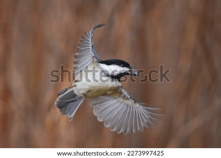 a black-capped chickadee bird (poecile atricapillus) flying with a sunflowerseed in its beak