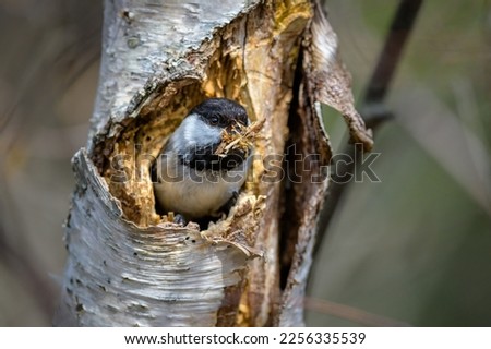 Black-capped Chickadee building nest cavity in a tree