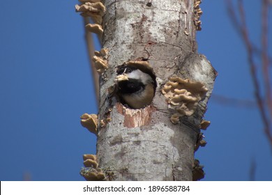 4,160 Bird cavity Images, Stock Photos & Vectors | Shutterstock