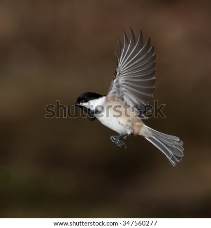 Black Capped Chickadee Flight Stock Photo (Edit Now) 347560277 ...