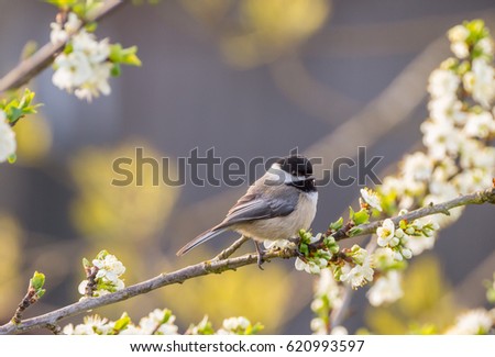 Black-capped Chickadee in a flowering plum tree in Spring (Poecile atricapillus)