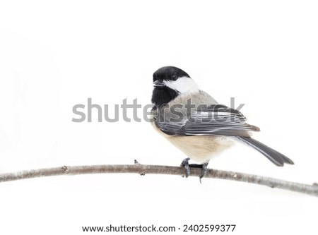Black-capped Chickadee isolated on white background perched on branch in winter