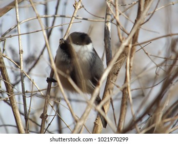 A Black-Capped Chickadee At Kensington Metropark, MI.