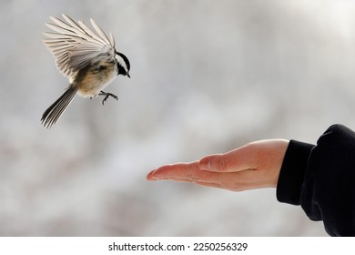 A Black-Capped Chickadee landing on an outstretched hand holding bird seed