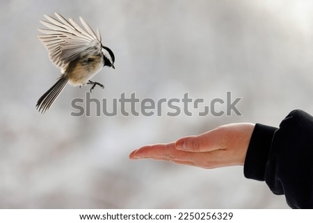A Black-Capped Chickadee landing on an outstretched hand holding bird seed