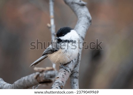 Black-capped Chickadee on a branch