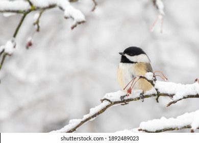 Black-capped Chickadee perched on a branch and looks like a little egg - Powered by Shutterstock