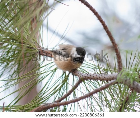 Black-capped Chickadee perched on a branch 
