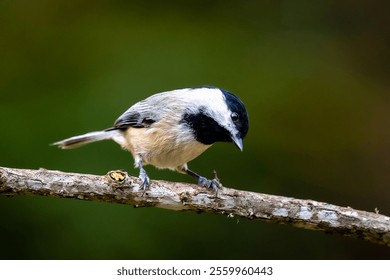 A black-capped chickadee perched on a tree branch. Poecile atricapillus.
