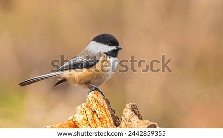 A Black-capped chickadee perched on a tree stump in the woods.