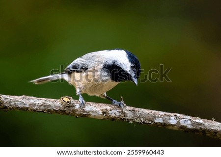 A black-capped chickadee perched on a tree branch. Poecile atricapillus.