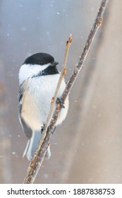 Black-capped Chickadee perched in a tree