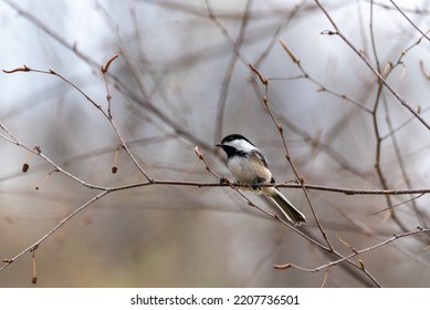 A black-capped chickadee perches on a tree branch in spring