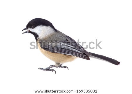 Black-capped chickadee, Poecile atricapilla, isolated on white
